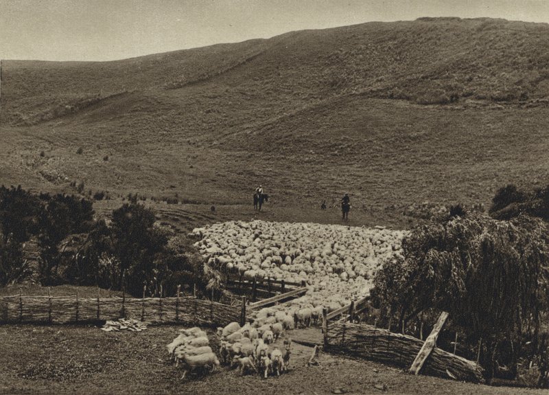 Új-Zéland, Juhhajtás (fekete-fehér fotó) alkotó: European Photographer