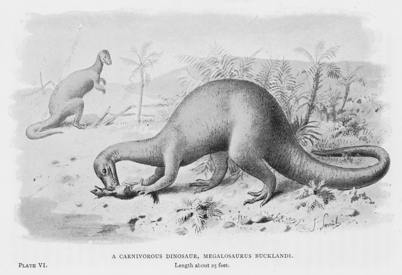 Egy húsevő dinoszaurusz, Megalosaurus Bucklandi (litho) alkotó: European School