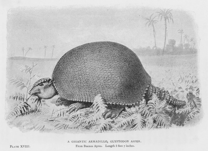 Egy gigantikus tatu, Glyptodon Asper (litho) alkotó: European School