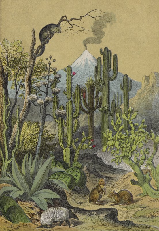 Mexikó állatai és növényei (színes litho) alkotó: European School