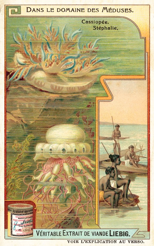 Cassiopeia és Stephalia (chromolitho) alkotó: European School