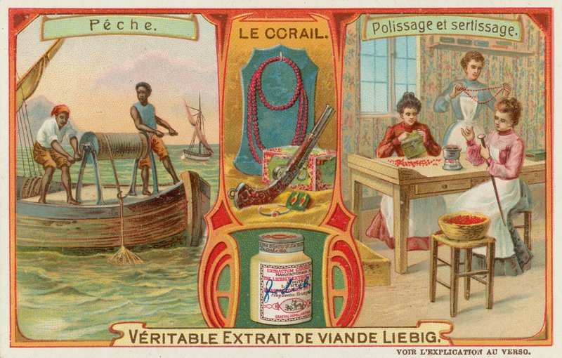 Korall alkotó: European School