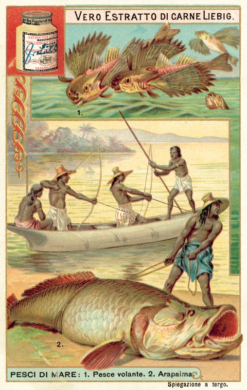 Repülőhal és arapaima (chromolitho) alkotó: European School