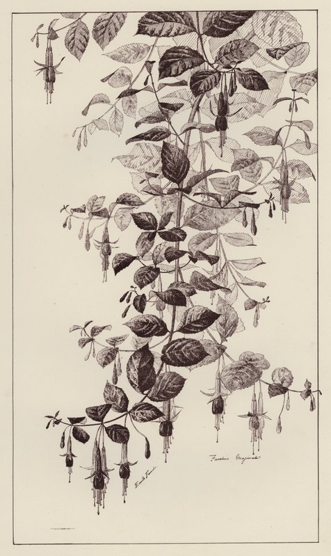 Fuschia Maginata (litho) alkotó: European School