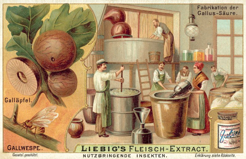 Epedarázs (chromolitho) alkotó: European School