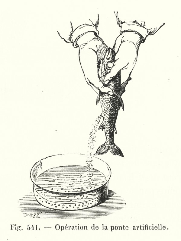 Mesterséges ívás működése (gravírozás) alkotó: European School