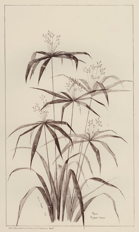 Pálma Cyperus Luscus (litho) alkotó: European School