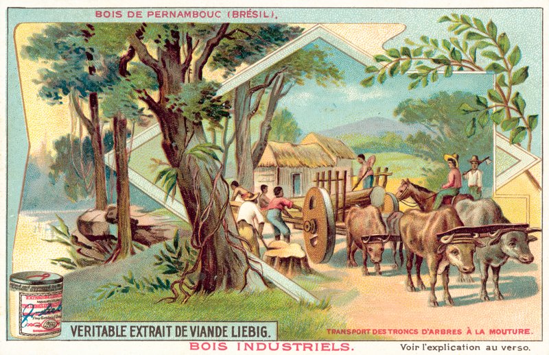 Pernambuco fa (chromolitho) alkotó: European School