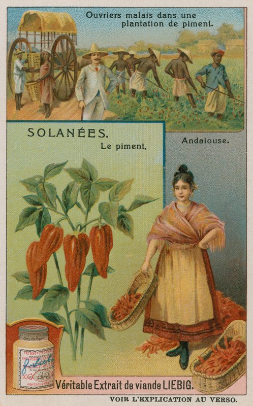 Pimento bors alkotó: European School