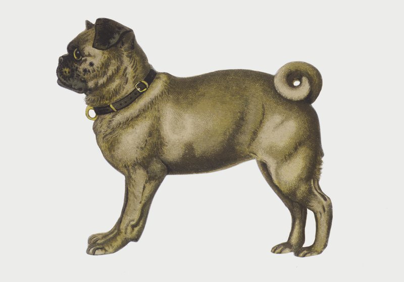 Mopsz kutya portréja (chromolitho) alkotó: European School