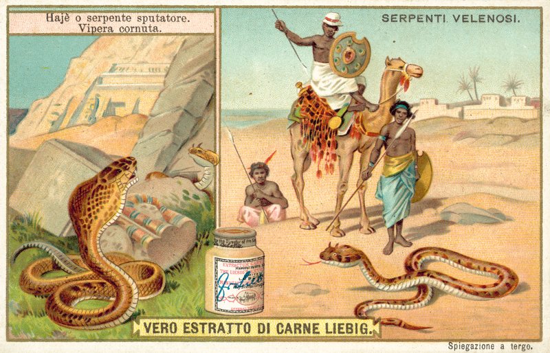 Köpködő kobra és szarvas vipera (chromolitho) alkotó: European School