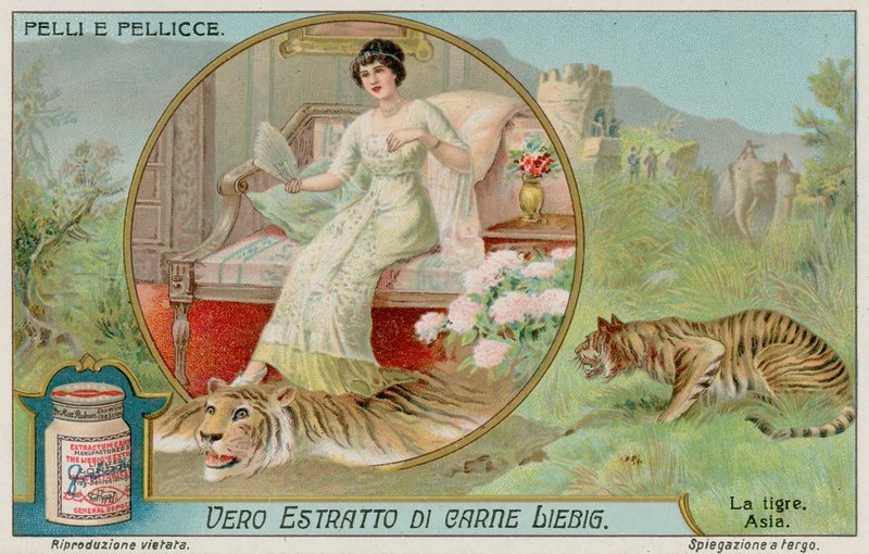 A tigris alkotó: European School