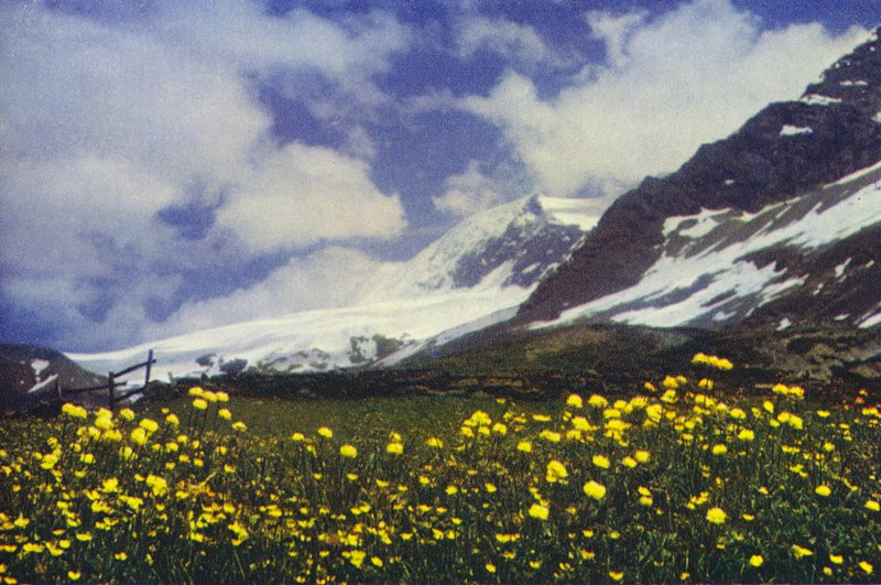 Trollius a Simplon Pass-on (fotó) alkotó: Francis Sydney Smythe