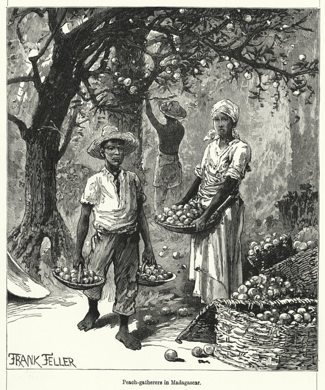 Barackgyűjtők Madagaszkáron (metszet) alkotó: Frank (after) Feller
