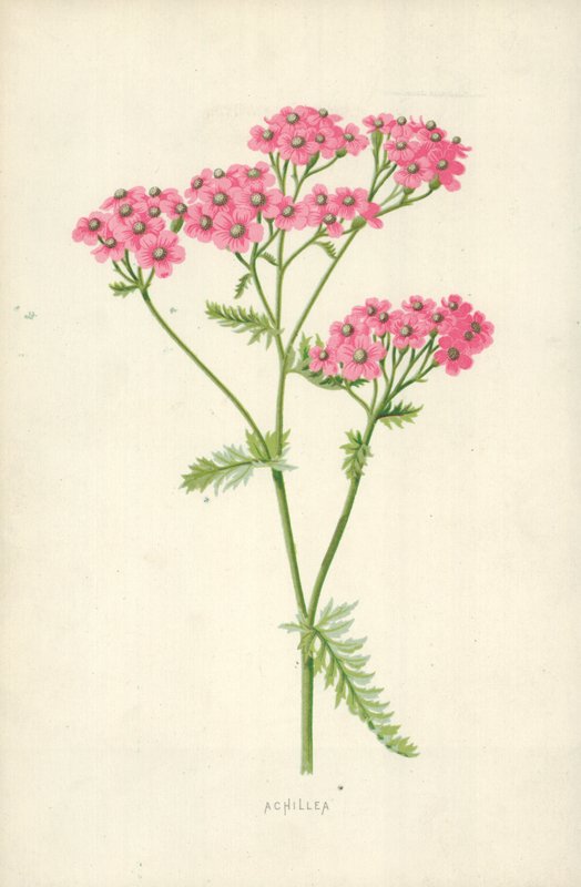 Achillea alkotó: Frederick Edward Hulme