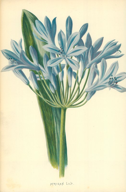 afrikai liliom alkotó: Frederick Edward Hulme