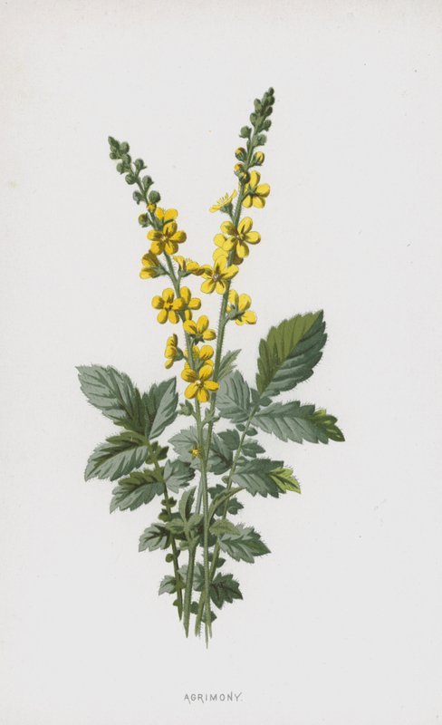 Agrimony (chromolitho) alkotó: Frederick Edward Hulme