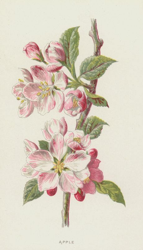 Alma (chromolitho) alkotó: Frederick Edward Hulme