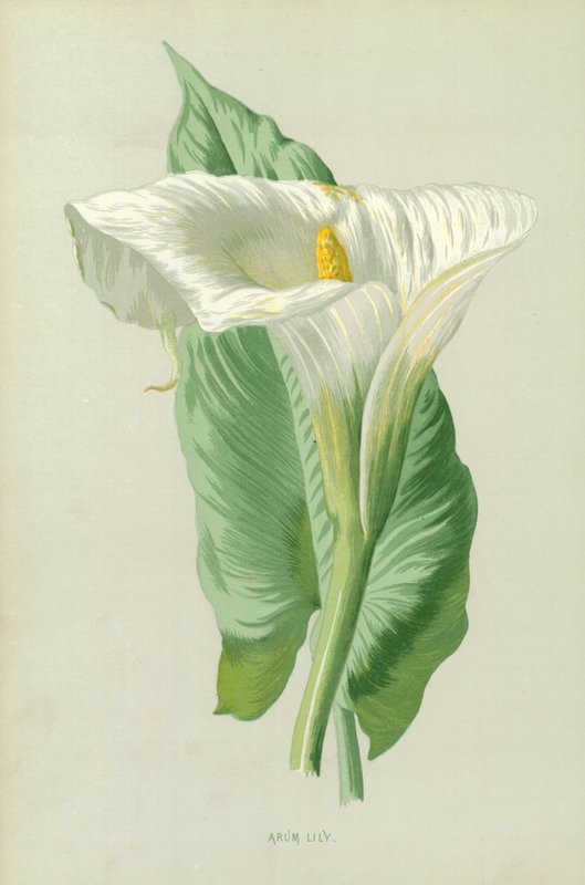 Arum Lily alkotó: Frederick Edward Hulme