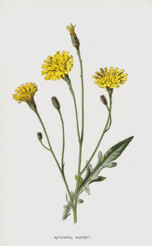 Autumnal Hawkbit (chromolitho) alkotó: Frederick Edward Hulme