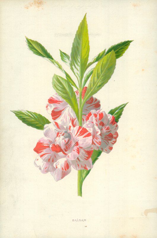 Balzsam alkotó: Frederick Edward Hulme