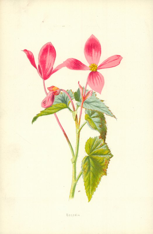 Begónia alkotó: Frederick Edward Hulme