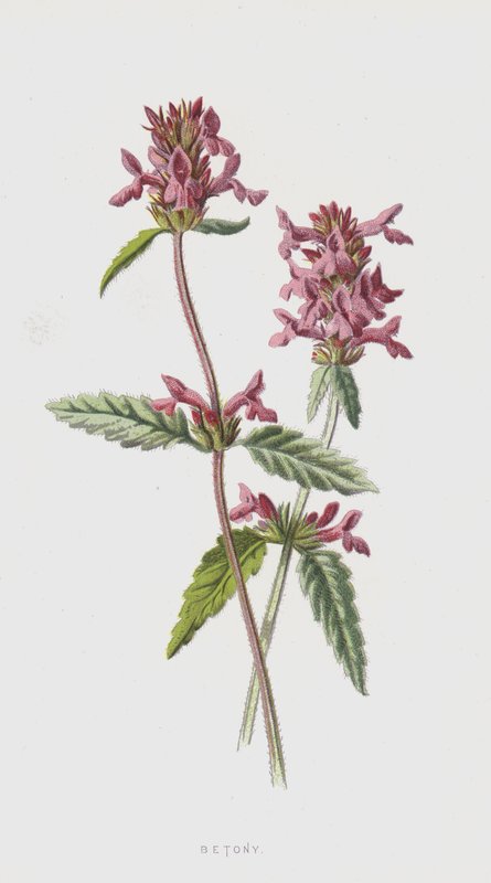 Betony (chromolitho) alkotó: Frederick Edward Hulme