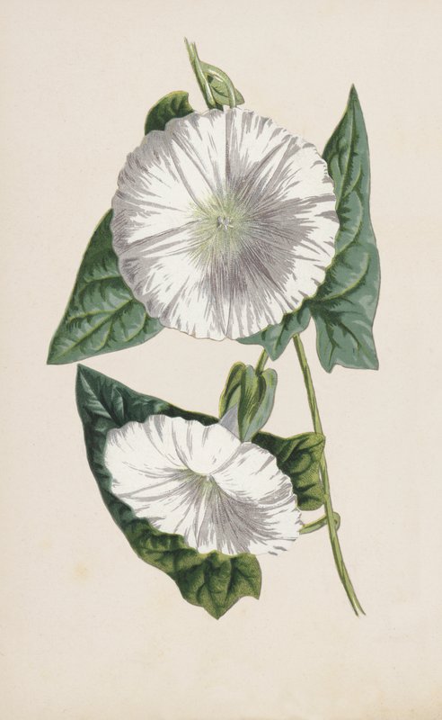 kötőfű (chromolitho) alkotó: Frederick Edward Hulme
