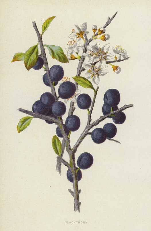 Kökény (chromolitho) alkotó: Frederick Edward Hulme