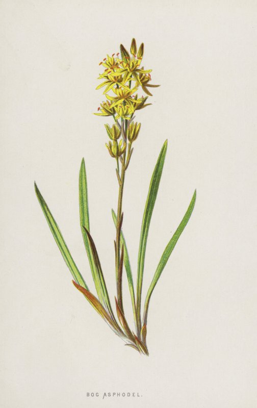 Bog Asphodel (chromolitho) alkotó: Frederick Edward Hulme