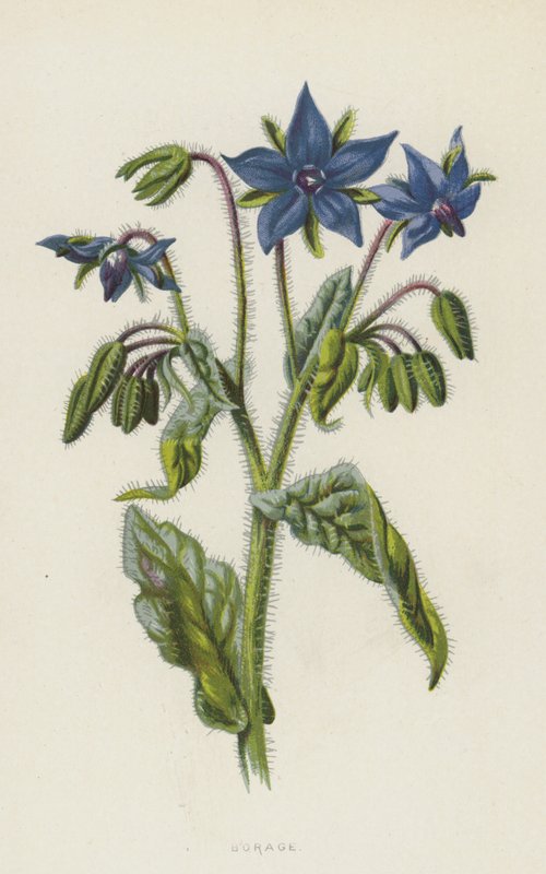 Borágó (chromolitho) alkotó: Frederick Edward Hulme
