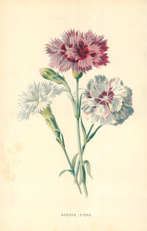 Border Pink alkotó: Frederick Edward Hulme