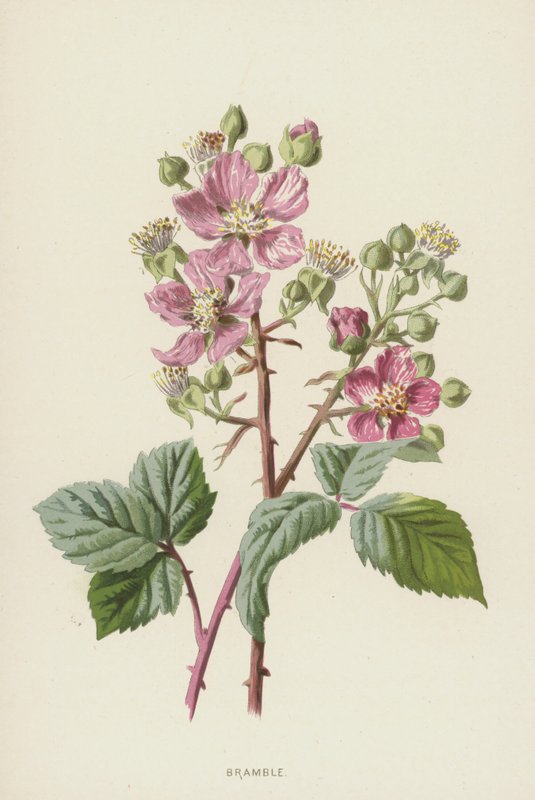 Bramble (chromolitho) alkotó: Frederick Edward Hulme