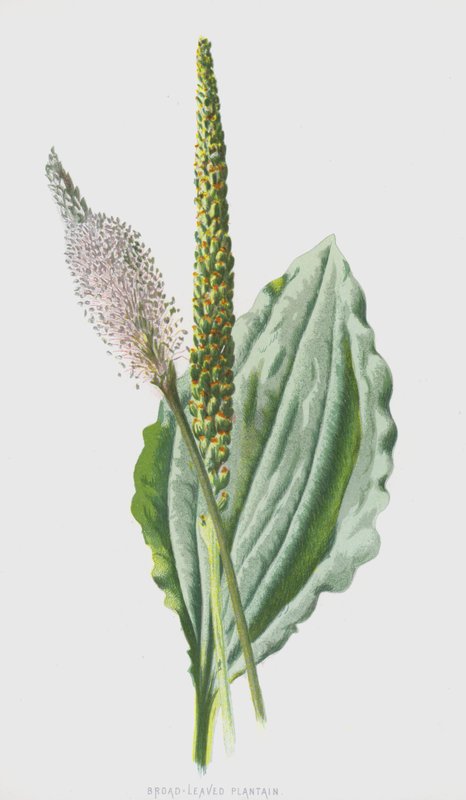 Széles levelű útifű (chromolitho) alkotó: Frederick Edward Hulme