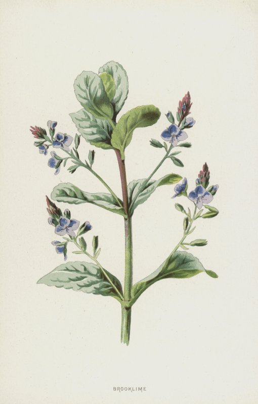 Brooklime (chromolitho) alkotó: Frederick Edward Hulme