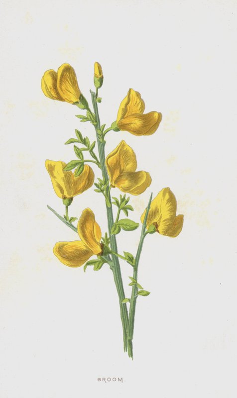 Seprű (chromolitho) alkotó: Frederick Edward Hulme