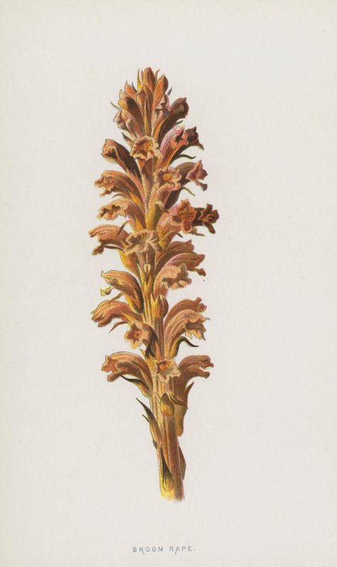 seprűrepce (chromolitho) alkotó: Frederick Edward Hulme