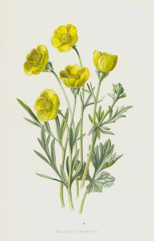 hagymás varjúláb (chromolitho) alkotó: Frederick Edward Hulme