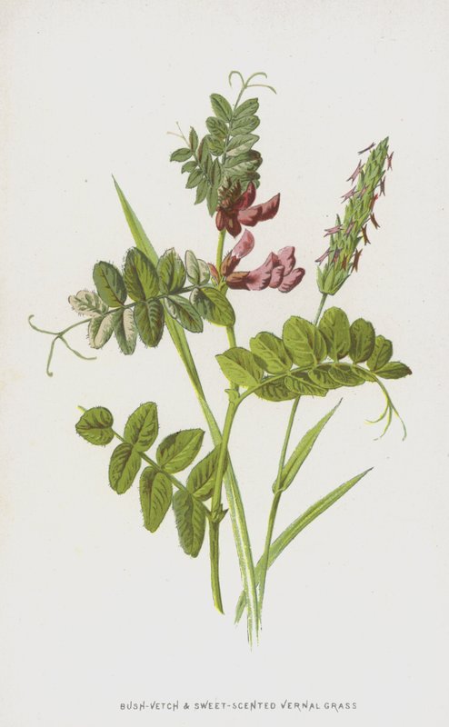 Bokor-bükköny és édes illatú tavaszi fű (chromolitho) alkotó: Frederick Edward Hulme