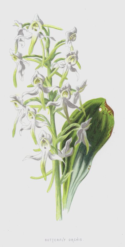 Butterfly Orchis (chromolitho) alkotó: Frederick Edward Hulme