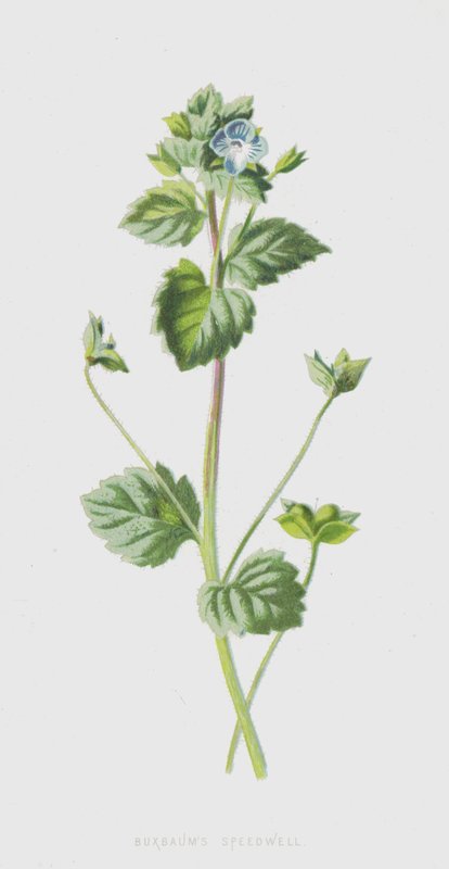 Buxbaums Speedwell (chromolitho) alkotó: Frederick Edward Hulme