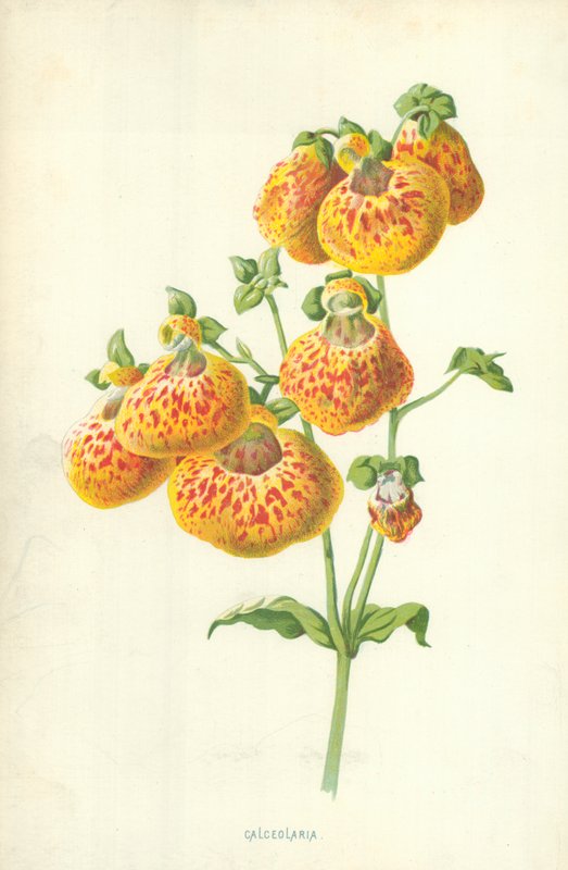 Papucsvirág alkotó: Frederick Edward Hulme