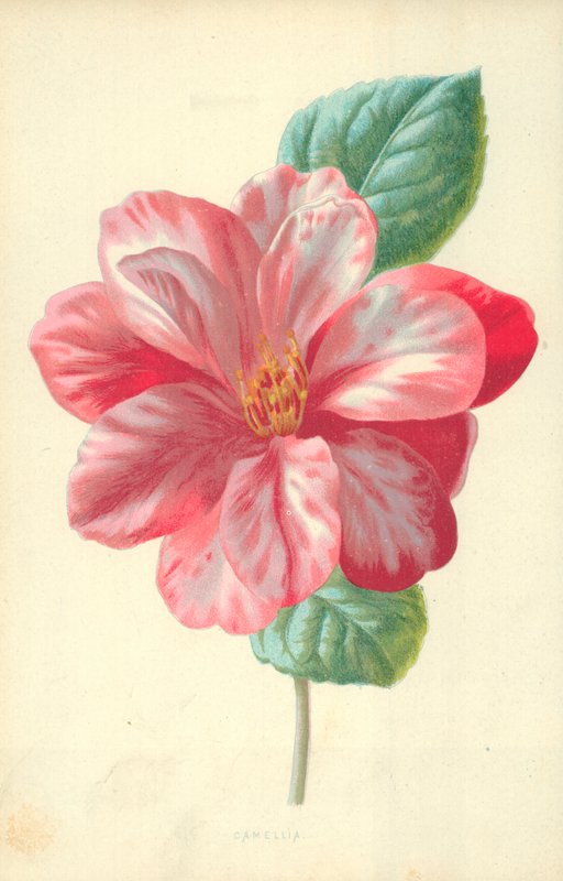 Kamélia alkotó: Frederick Edward Hulme
