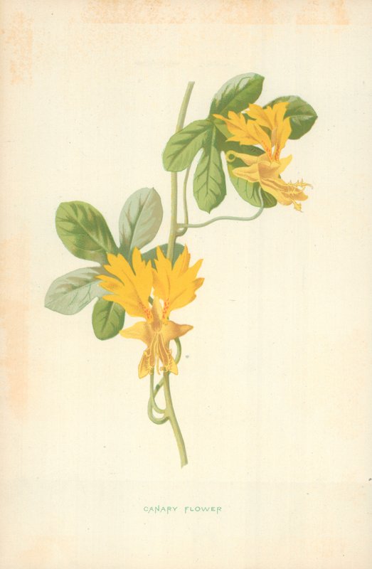 Kanári Virág alkotó: Frederick Edward Hulme