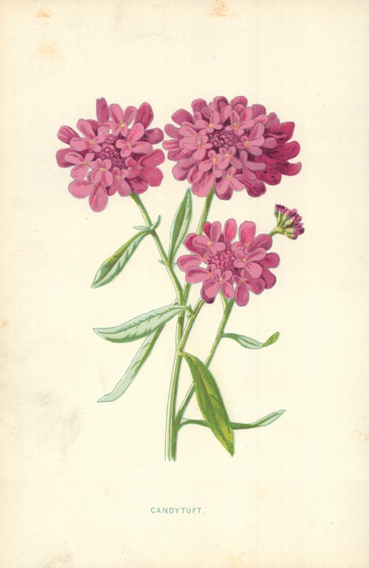 Tatárvirág alkotó: Frederick Edward Hulme