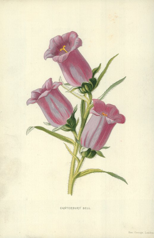 Canterbury Bell alkotó: Frederick Edward Hulme
