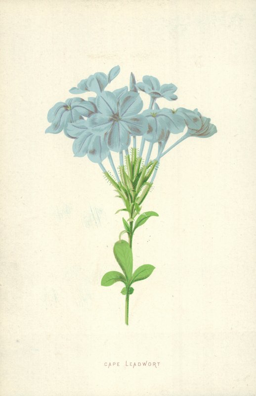 Cape Leadwort alkotó: Frederick Edward Hulme