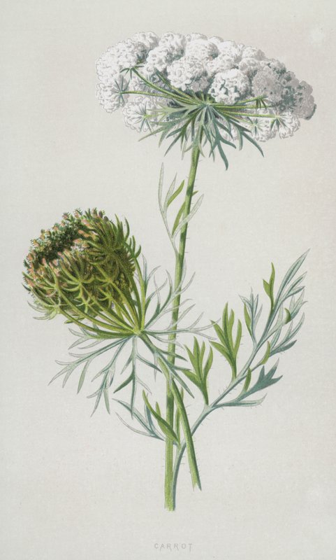 sárgarépa (chromolitho) alkotó: Frederick Edward Hulme