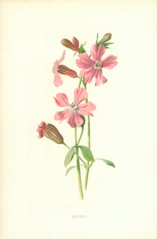 Catchfly alkotó: Frederick Edward Hulme