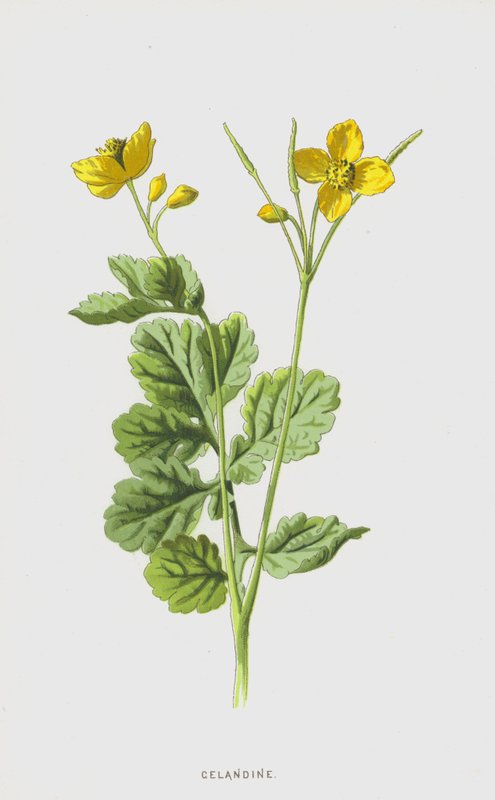 Celandine (chromolitho) alkotó: Frederick Edward Hulme